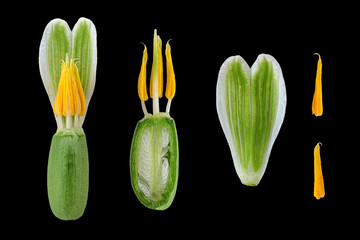 Kleines Schneeglöckchen (Galanthus nivalis), Pollenblatt Staubblatt, Stempel, Blüte, 
Bildtafel,...