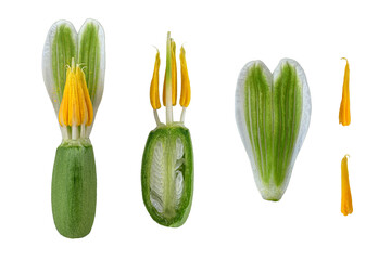 Kleines Schneegl&ouml;ckchen (Galanthus nivalis), Pollenblatt Staubblatt, Stempel, Bl&uuml;te, 
Bildtafel, freigestellt, Deutschland