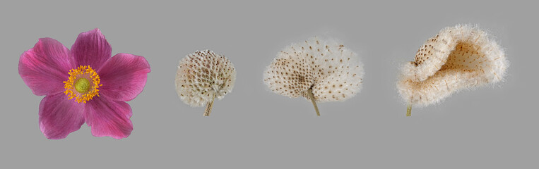 Herbst-Anemone (Anemone hupehensis), Blüte, Samenstand, Bildtafel, freigestellt, Deutschland