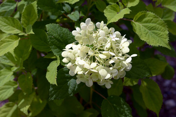 アメリカノリノキ　アジサイの仲間