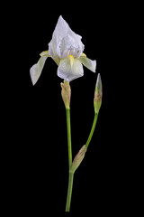 Veilchenwurzel (Iris germanica 'Florentina'), Blüte, Knospe, freigestellt, Deutschland