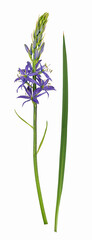 Fototapeta na wymiar Essbare Prärielilie (Camassia quamash), Blüte, Blatt, freigestellt, Deutschland