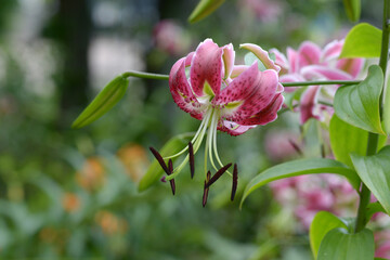 カノコユリ　赤鹿の子ユリ