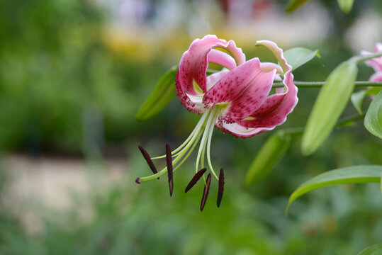 七夕百合images Browse 76 Stock Photos Vectors And Video Adobe Stock