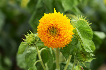 ゴッホのひまわり