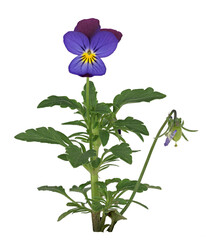 Horn-Veilchen (Viola cornuta), freigestellt, Deutschland
