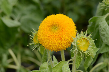 ゴッホのひまわり