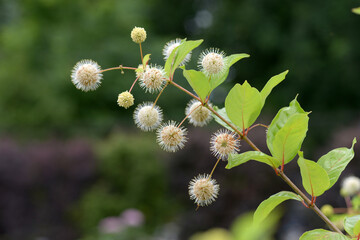タマガサノキ