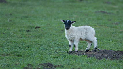 Mała owieczka
