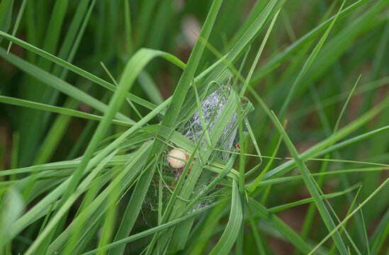 Wolfspinne (unbestimmt) (Lycosidae indet.) mit Eikokon, freigestellt, Deutschland