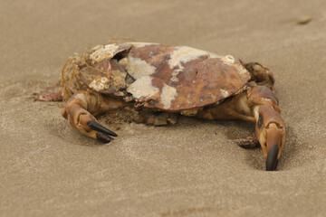 crab on the beach