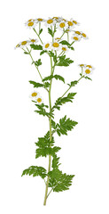 Mutterkraut (Tanacetum parthenium), Blüte, Blatt, freigestellt, Deutschland