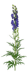 Blauer Eisenhut (Aconitum napellus), Blüte und Blatt, freigestellt, Deutschland