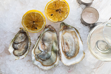 fresh oysters with lemon on ice with a glass of wine