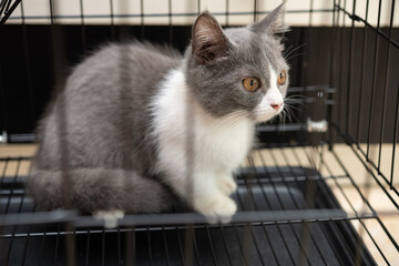 a young British shorthair cat in a cage