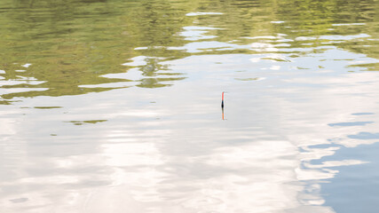 A fishing rod float on the surface of the water bites, fishing on a pond