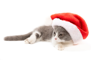 a young British shorthair cat in a Christmas hat on white background