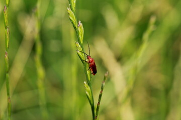 Coléoptère sur une herbe