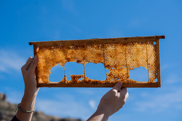 Women's hands hold a broken honeycomb against the light and the blue background of the sky