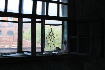 Little birch tree growing on window of old abandoned factory 