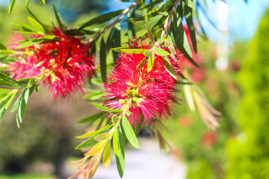 Callistemon plant in bloom on a sunny day in the city. fresh vivid colors