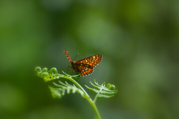 Fototapeta na wymiar Scarce butterfly Euphydryas martuna from Swedish meadows and grassland.