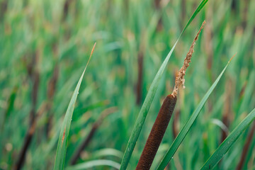 Green reeds bloom near a small river