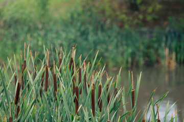 Green reeds bloom near a small river - obrazy, fototapety, plakaty
