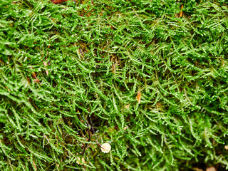 Parque natural de Vértiz-Bertiz en el corazón de Navarra