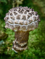 Setas del Parque natural de Vértiz-Bertiz en el corazon de Navarra