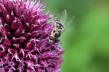 Großstirnschwebfliege