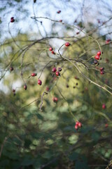 Rose hip close-up vintagelens bokeh background