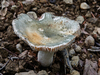 Setas del Parque natural de Vértiz-Bertiz en el corazon de Navarra