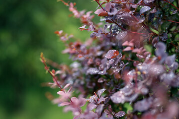 Dew drops after heavy rain on dark burgundy leaves of a bush in the park