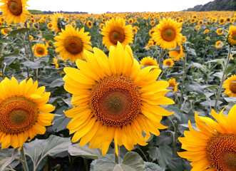 Sunflower natural background, Sunflower blooming, Sunflower oil improves skin health and promote...