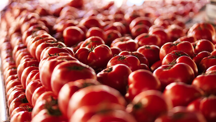 Heaps of red ripe tomatoes in a marketplace