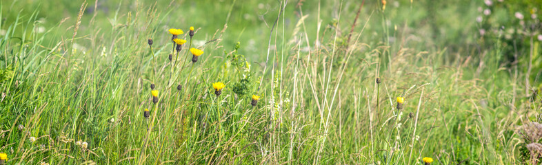 Tall grass in the meadow close up in summer