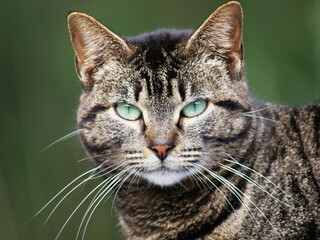 A close up of a grey cat head with green eyes and green background