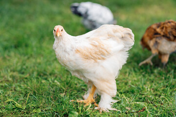 Cute chicken walks on a green lawn in the park, beautiful bird
