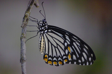 Fototapeta na wymiar a big butterfly 