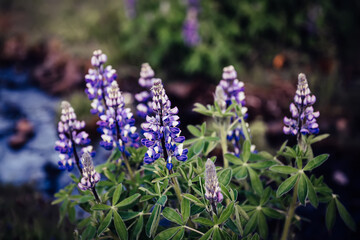 Obraz premium Lupine flowers in Iceland