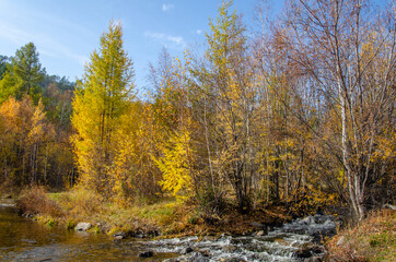 Autumn landscape. Stream, mixed forest, yellow leaves, blue sky.