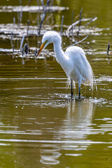 Beautiful Egret