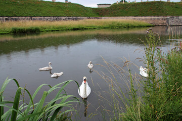 swans in the moat of the citadel of toul (france) 