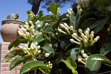 The one known as Madagascar jasmine is a beautiful climbing plant with white, fragrant and highly...