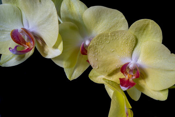 Close up of a yellow orchid with water droplets.