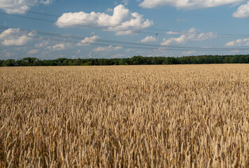 Golden wheat field against the background of the summer sky.