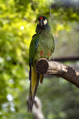 The chestnut-fronted macaw, Ara severa,belongs to the smaller species of macaws