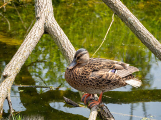 A wild duck sits on a snag in a pond. Close up.