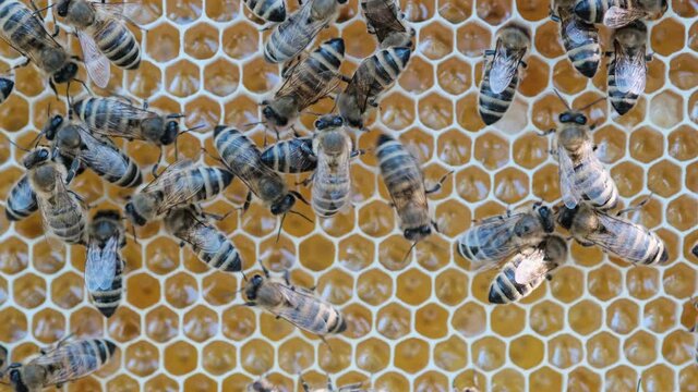 How bees make honey. Bees on a honeycomb with honey. Bees fill honeycombs with fresh honey. Eco-friendly honey.